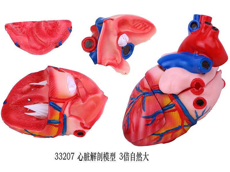 心臟解剖模型3倍自然大