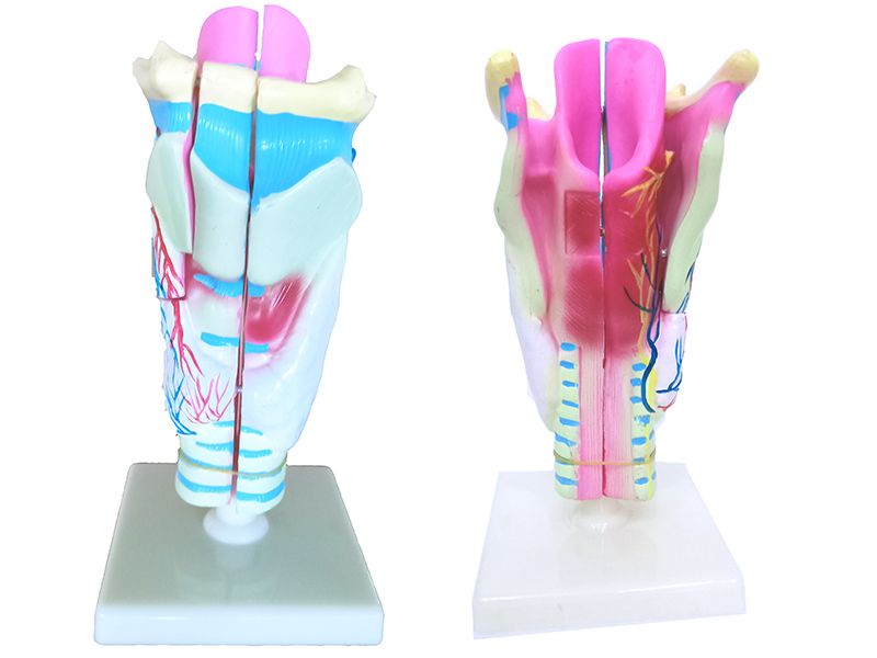 喉解剖模型